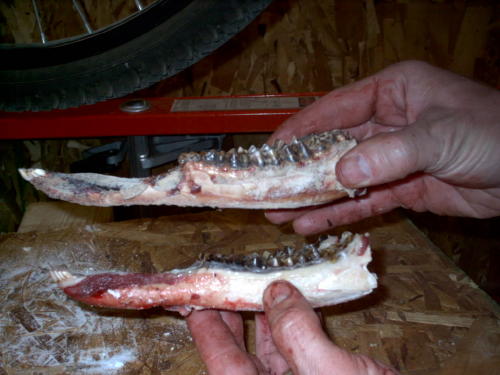 whitetail deer jaw